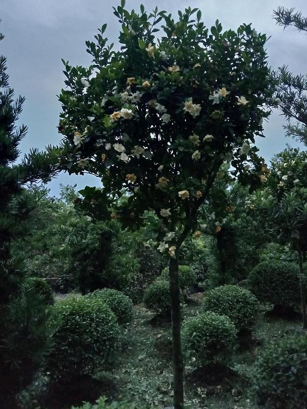 栀子花基地