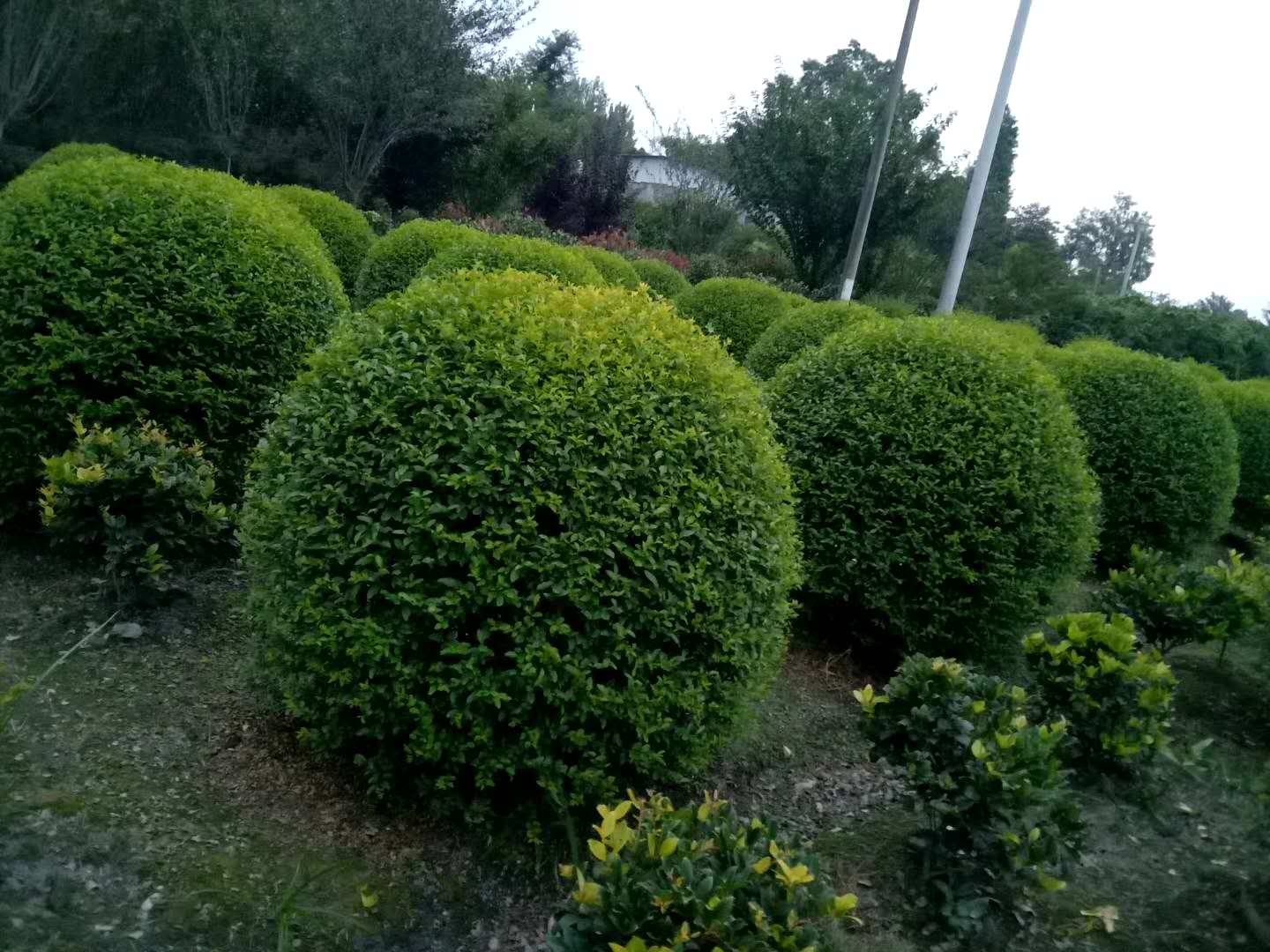 金禾女贞球_种植基地